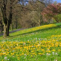 Blumenwiese im Kurpark von Waldbronn
