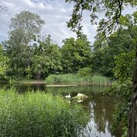 Beim Lusthauswasser. Der schöne Schwan bewacht den Schlaf der schönen Schwänin.