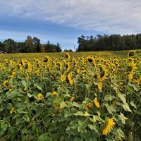 Sonnenblumenfeld im Naturpark Pöllauer Tal in der Oststeiermark