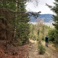 Der Weg führt durch den Wald
