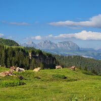 Prodalp - Panüöl - Fursch