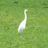 Was hat der Silberreiher im Oichtental wohl erblickt?