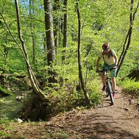 Der Waldweg entlang des Flussbetts