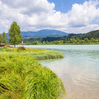 Schilfgürtel an der Drau