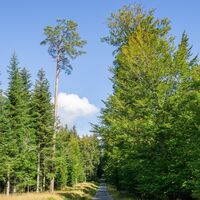 Wald, Wald und nochmal Wald