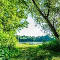 Ein dschungelartiges Dickicht aus Pappeln, Stieleichen, Akazien, an denen sich viele Kletterpflanzen emporranken.