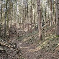 Schöner Pfad im Leberholzbach-Graben