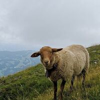 Neugierige Schafe