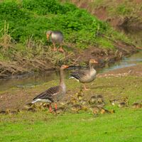 1Leinepolder Graugänse