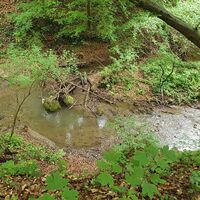 Mäander des urtümlichen Baches