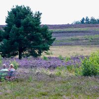 Blick über die Mehlinger Heide mit Ruhebank