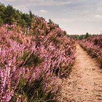Heideschleife Misselhorn Heideblüte 2021