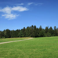 Leicht bergan zum Wald