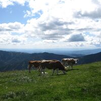 Zum Lärchkogel