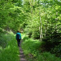 Auf naturnahen Pfaden geht es durch das Maisenbachtal