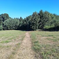 Wanderweg Nr. 14 mitten durch die Wiese unterhalb der Platte