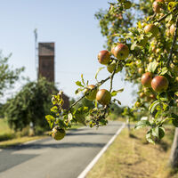 Herbstliche Obstbaumallee