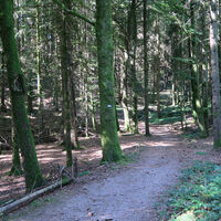 Nach einer knappen halben Stunde geht es in den Wald.