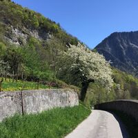 Frühlingspracht in Malans