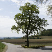 Polenlinde mit Gedenkstätte