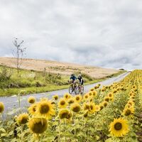 Radfahren zwischen Sonnenblumenfeldern