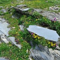 Überall umgibt uns eine Blumenpracht.