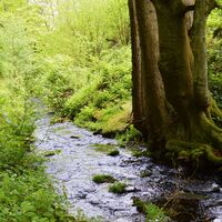 Der Holzbach begleitet und entlang des Weges