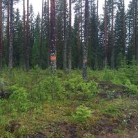 FLUSS KYYNÄRPÄÄNJOKI WANDERWEG
