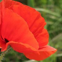 Mohnblume