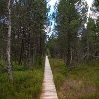 Bohlenweg durch das Blindenseemoor