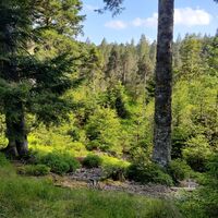 Blick ins Brunnmättlemoos