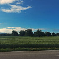 Blick über die Felder im Rheintal