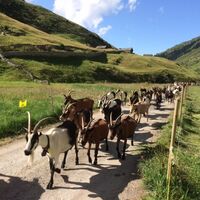Ziegen auf der Geissalp Peil