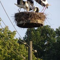 Storchengedränge in Quoos