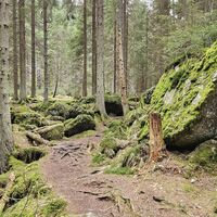 Wurzeliger Fußweg zum Lohnbachfall
