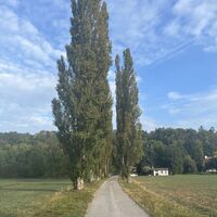 Hier 90Grad links durch die Pappelallee wieder zur Trasse..