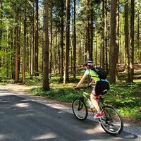 Die Straße durch den Wald, die zum Dorf Spodnja Dobrava führt