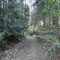 Weiter leicht hinan auf Waldweg