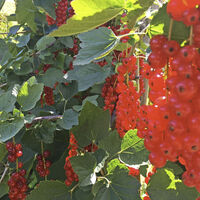 rote Johannisbeeren