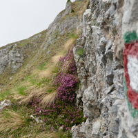 markiert und begleitet von vielen schönen Alpenblumen