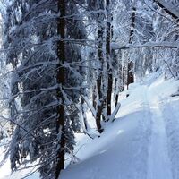 Herrlicher Weg durch den Wald