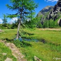Lichte Nadelwälder werden abgelöst von weiten Almböden.