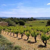 Weinberge_Montpeyroux_-_E_Brendle