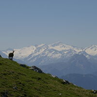auch die Gams genießt die Fernsicht