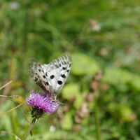 ein Roter Apollo
