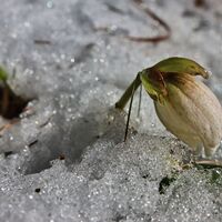 Schneerosen am Weg