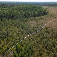 Längliche Bäume auf der Rückseite der Hakoräme
