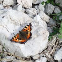 Fauna: Schmetterling Kleiner Fuchs