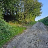 Der Verzauberte Wald