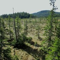 Hochmoor "See-Eben"
